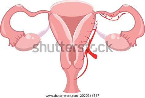 Normal Healthy Vagina Vector Art Stock Vector Royalty Free 2020366367 Shutterstock