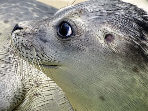 seal baby baby images pixabay