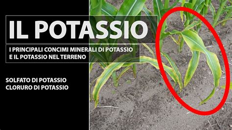 Il Potassio In Agricoltura Concimi A Base Di Potassio E Il Potassio