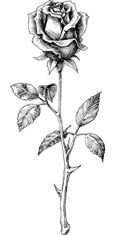 Rose With Stem Drawing Artofit