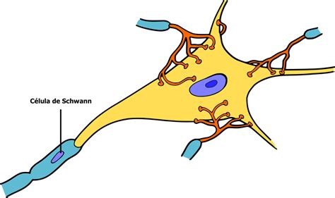 Las células de Schwann podrían mielinizar múltiples axones