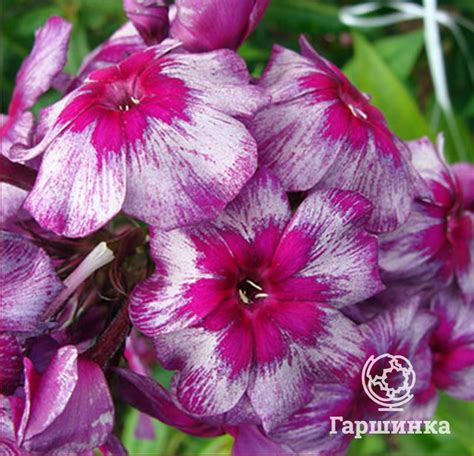 Флоксы. Описание. Классификация. Посадка и уход. Размножение. Селекция ...
