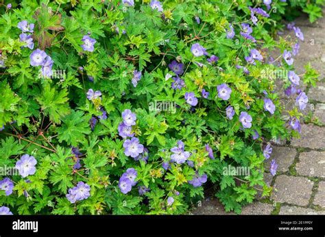 Geranium rozanne garden border hi-res stock photography and images - Alamy