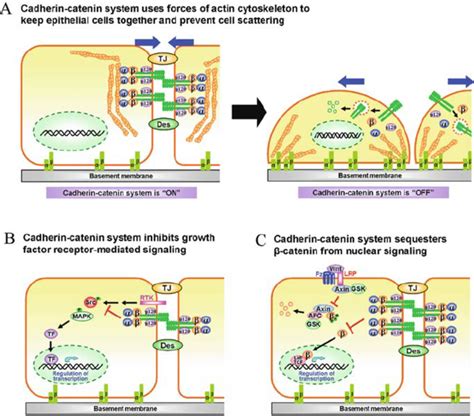 3 Potential mechanisms of cadherin–catenin system in suppression of ...