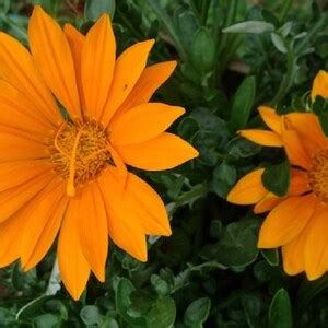 MPB12 Gazania Seeds New Day Orange Gazania Linearis 15 Thru 200 Seeds