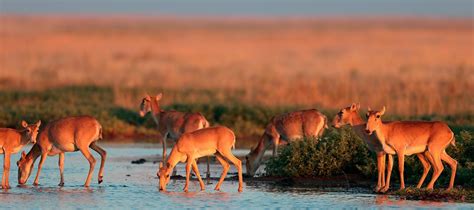 management  wild large herbivores  meet economic conservation