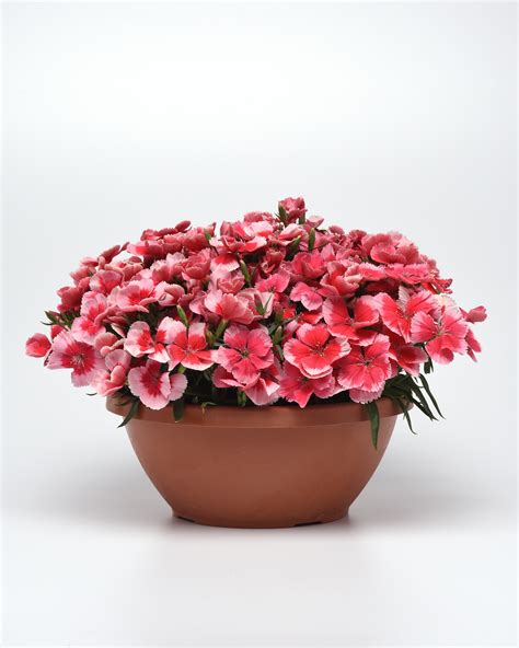 Dianthus Coronet Strawberry Ball