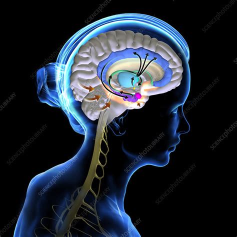 Papez circuit, illustration - Stock Image - C049/3375 - Science Photo ...