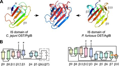 Structural Comparison Of The Is Domains Of Pglb And Aglb A The