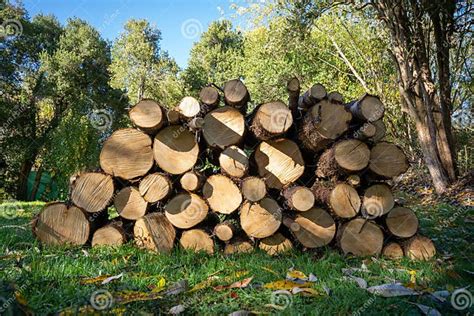 Pile Of Freshly Cut Wood Stacked On Top Of Each Other In A Forest Stock
