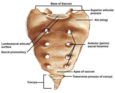 Sacrum | Anatomia dos ossos, Esqueleto humano anatomia, Anatomia e ...