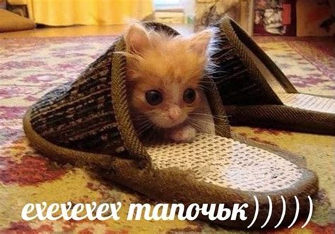 кот в тапочке | Cat memes, Funny looking cats, Cute cats