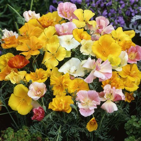Mission Bells Mixed California Poppy Seeds 5097 | OSC Seeds