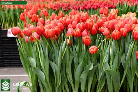 Icoon ® | Tulip | Jan de Wit en Zonen B.V.