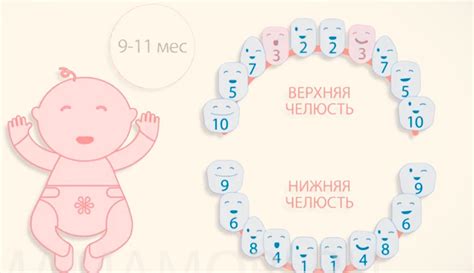 Схема роста зубов у детей 29 фото