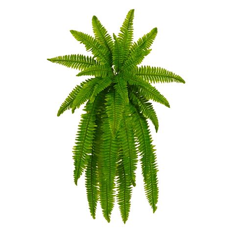 LINMOUA Farms Ferns (1 Pack), Premium Boston Fern Plants in Hanging