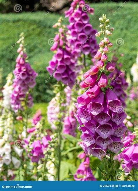 Vertical Shot of a Purple Foxgloves Flower Plant Stock Photo - Image of