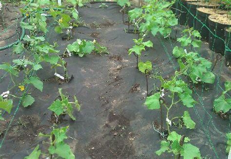 Агроволокно для клубники - посадка клубники на агроволокно