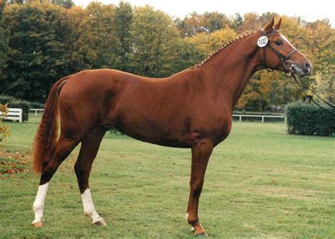 Welser Stud Cell | International Horse Breeders