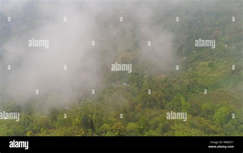 Agricultural Land Farmlands In Rainforest Covered Clouds Fields With