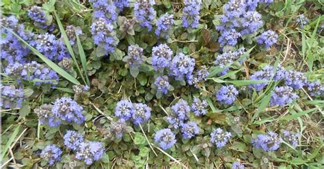 Garden Column: The advantages of bugle weed