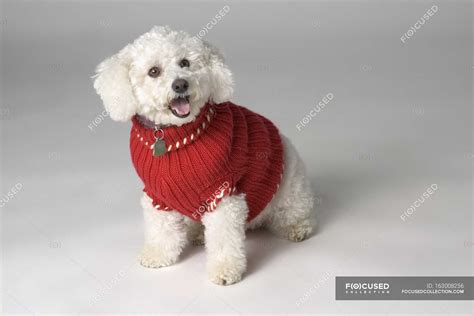 Do Dogs Like Wearing Sweaters