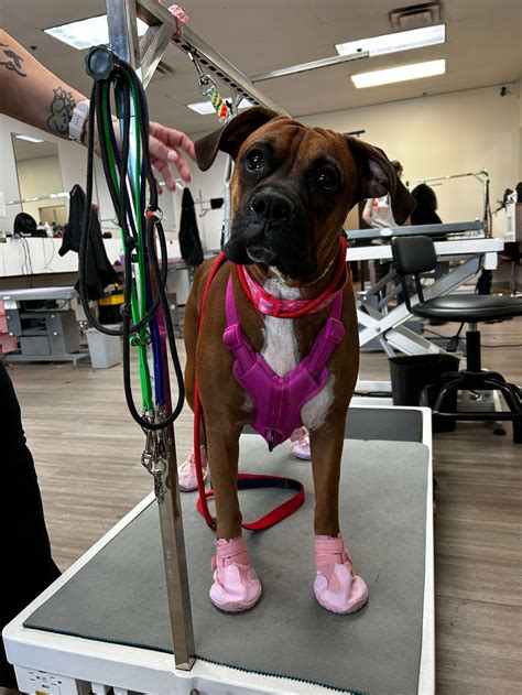 Pet Grooming Salon in Glendale, AZ on Happy Valley Road