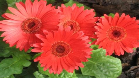 Градината - Герберът ще цъфти през зимата