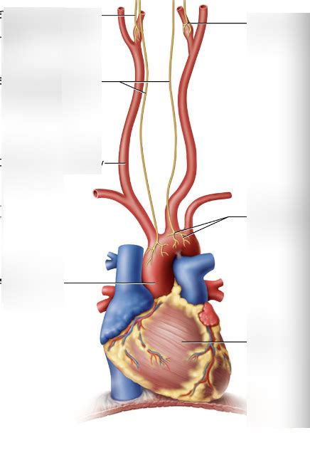 peripheral chemoreceptors of respiration Diagram | Quizlet