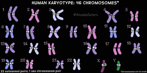 Cell Division Ms Andersons Biology Class