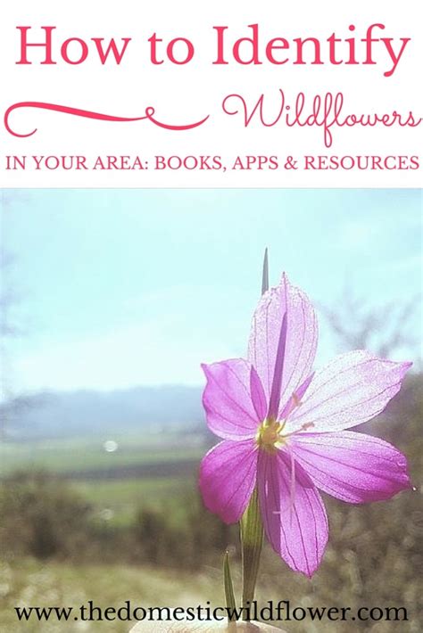 How to Identify Wildflowers In Your Area