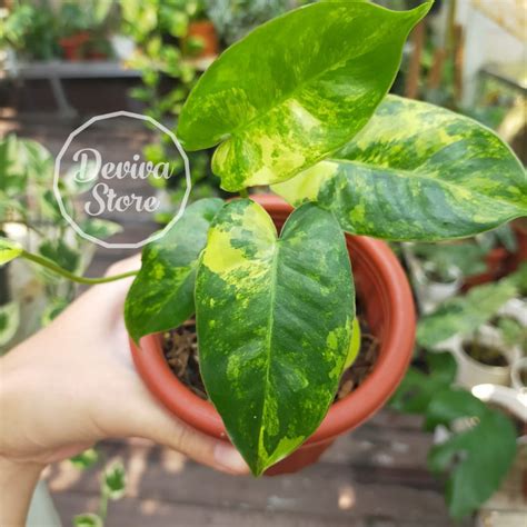 Jual Tanaman Hias Philodendron Burle Marx Variegata Ekonomis Shopee