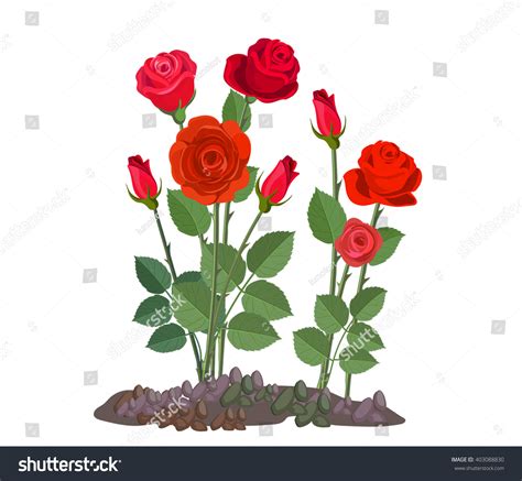 Flowers Growing Garden Rose Bush Isolated Stock Vector 403088830