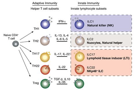T Lymphocyte Subsets T Cell Subsets
