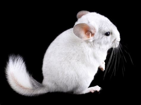 White Baby Ebonite Chinchilla On Black Stock Photo Image Of Baby