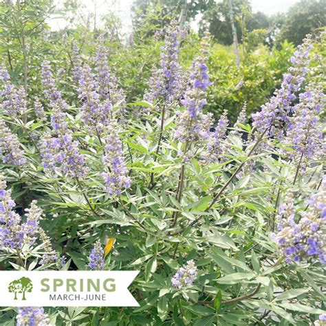 Shoal Creek Chaste Tree Vitex Agnus Castus Shoal Creek