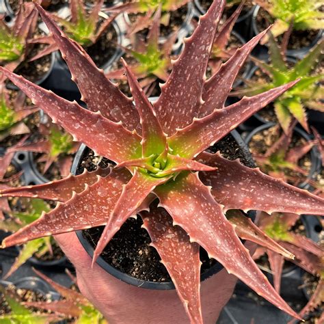 Aloe Dorotheae Sunset Aloe 45 Pot Little Prince To Go