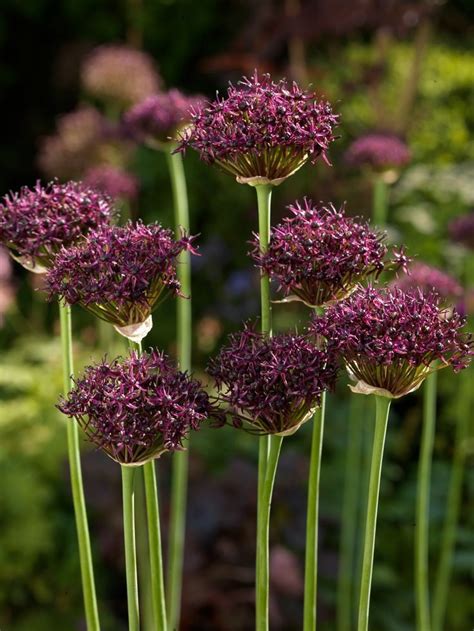 Купить лук декоративный из питомника "КСП" – доставка почтой, СДЭК