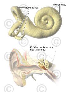 Illustration Anatomie Gehirn Medicalgraphics