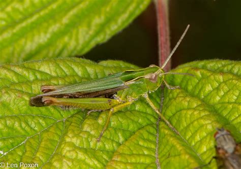 Common Green Grasshopper Omocestus Viridulus Great Knowl Flickr