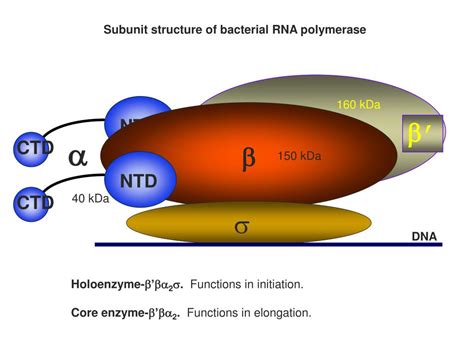 Ppt Transcription In Prokaryotes Powerpoint Presentation Free Download Id2347407