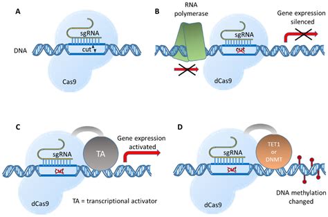 Crispr Cas9 Technology Working Principle Application