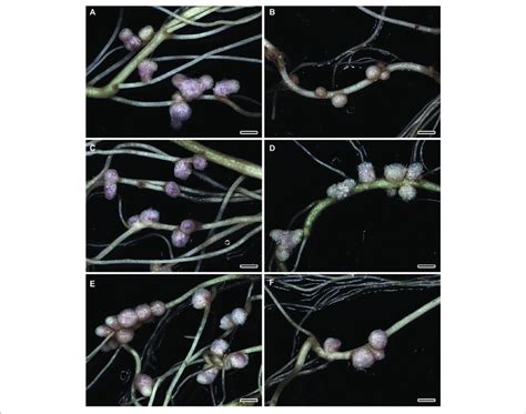 Nodulated Main And Lateral Roots Of Wild Type Sge Pea Pisum Sativum