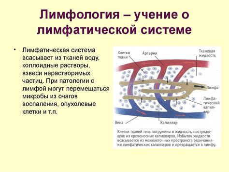 Лимфатическая система. (Тема 4.2) - презентация онлайн