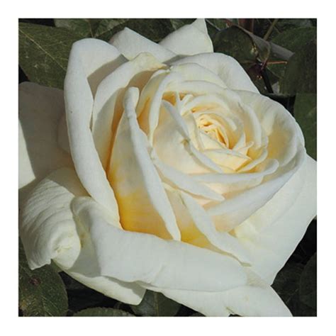 Роза Тиара Фото И Описание Отзывы – Telegraph