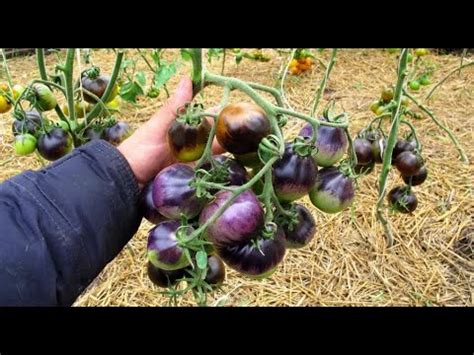 Помидоры Flanders Contrast — Фландерс Контраст. Очень урожаен. Семена ...