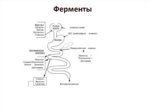 Лактаза фермент расщепляющий где вырабатывается, препараты
