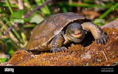mediterranean pond turtle mauremys caspica leprosa mauremys leprosa