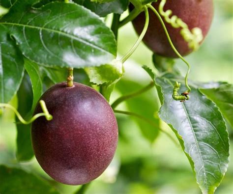 A Simple Gardening Guide To Growing Passionfruit Homes To Love