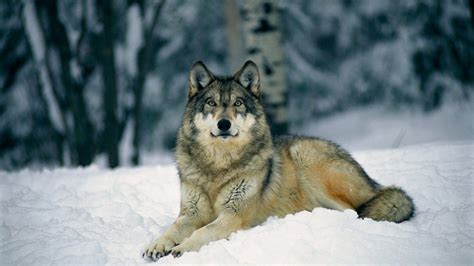 Gray Wolf Wallpapers Wallpaper Cave